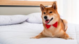 Leia mais sobre o artigo Cama inteligente: já ouviu falar?