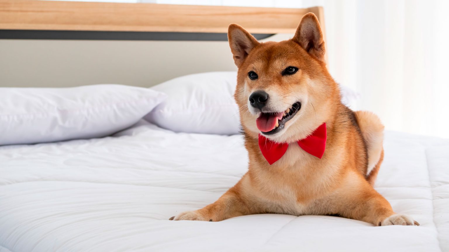 No momento, você está visualizando Cama inteligente: já ouviu falar?